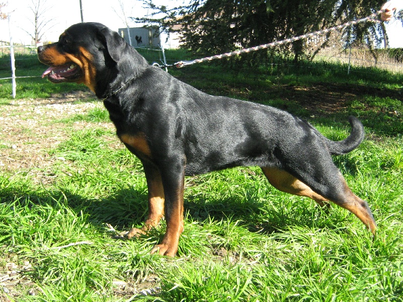 Cyska de la licorne noire