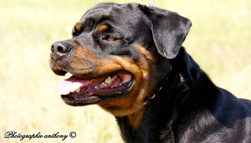 Cyska de la licorne noire