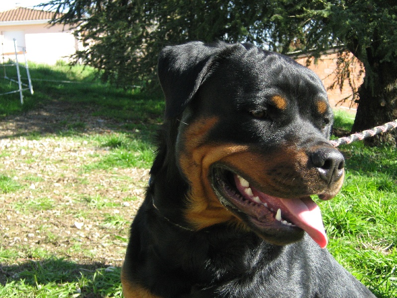 Cyska de la licorne noire