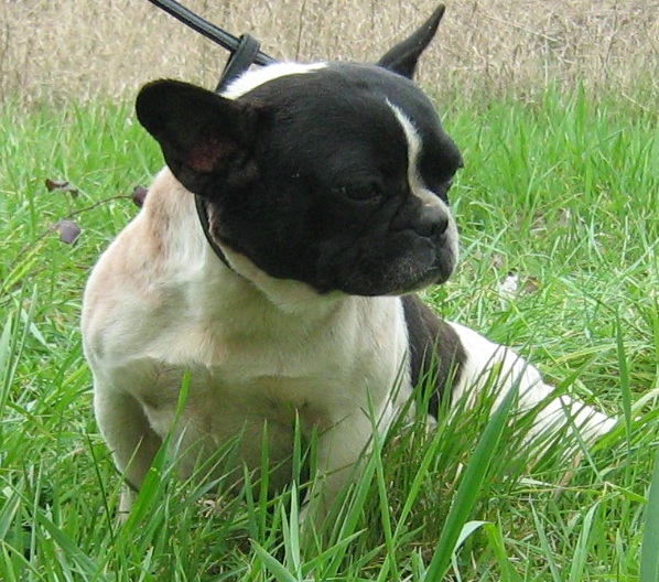 Publication : de la licorne noire Auteur : VERDU Montserrat