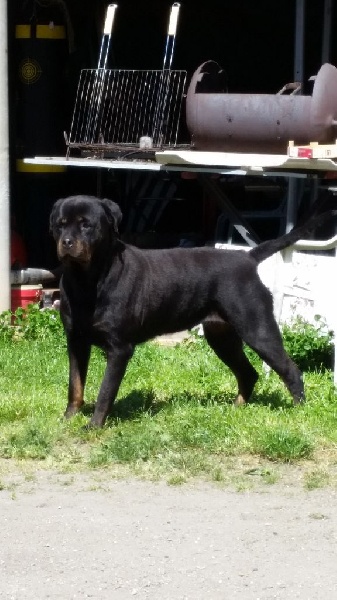 Hanthea Du Temple D'Adranos