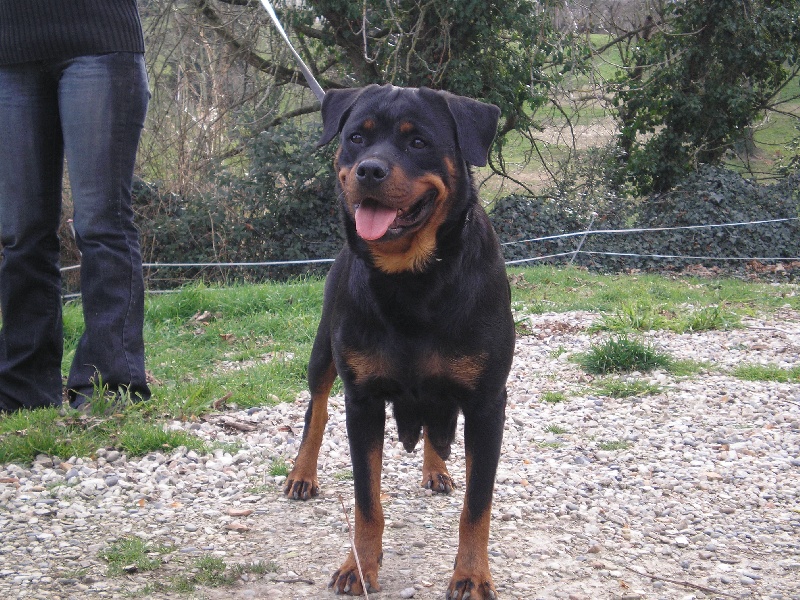 Publication : de la licorne noire Auteur : VERDU Montserrat