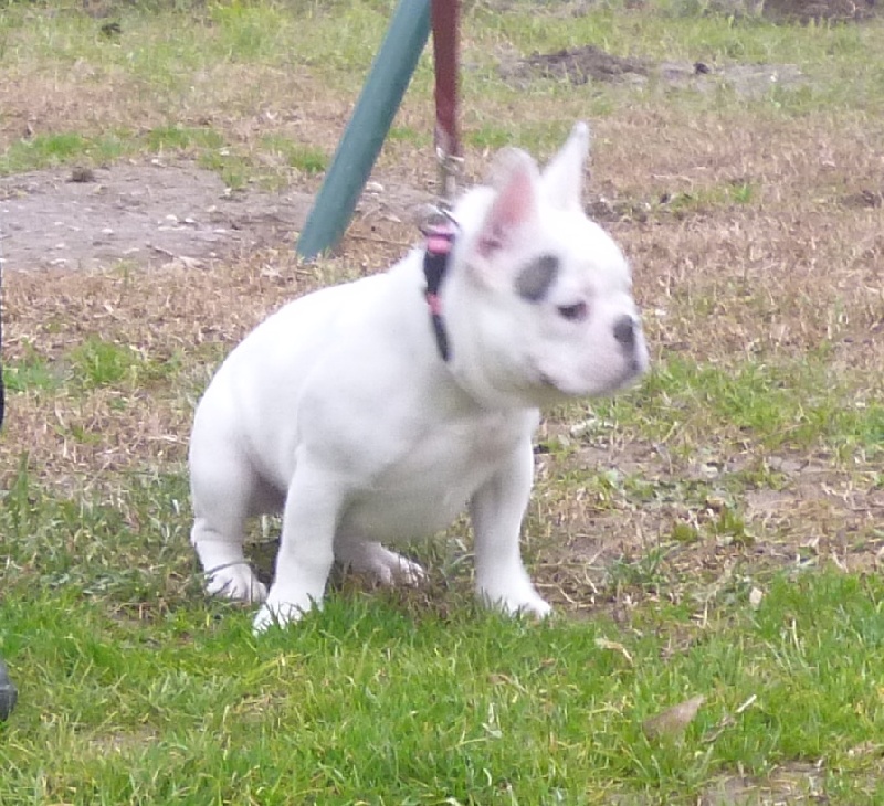 Iuna de la licorne noire