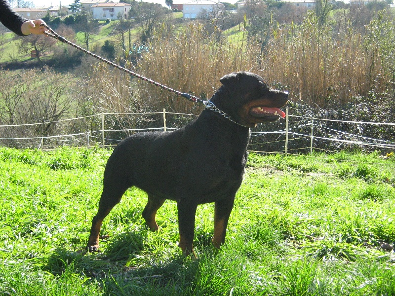 Publication : de la licorne noire Auteur : VERDU Montserrat