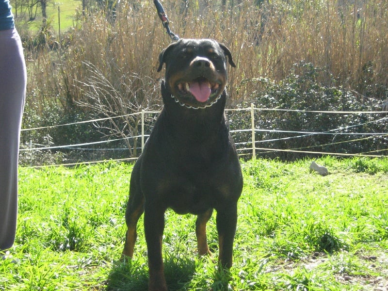 Publication : de la licorne noire Auteur : VERDU Montserrat