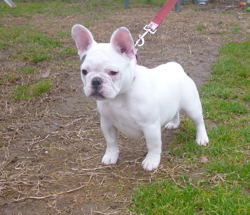 Iuna de la licorne noire