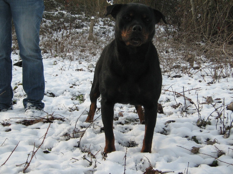 Publication : de la licorne noire Auteur : VERDU Montserrat