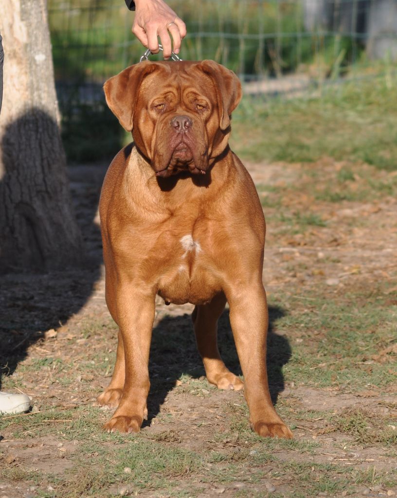 Publication : de la licorne noire Auteur : La Licorne Noire