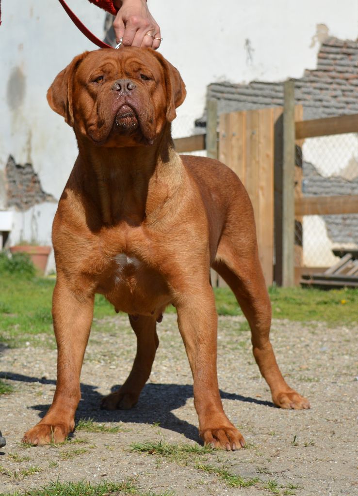 Publication : de la licorne noire Auteur : La Licorne Noire