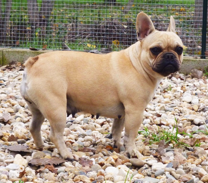 Publication : de la licorne noire Auteur : VERDU Montserrat