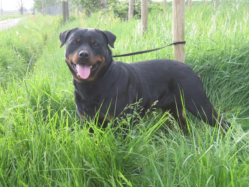 Publication : de la licorne noire Auteur : VERDU Montserrat