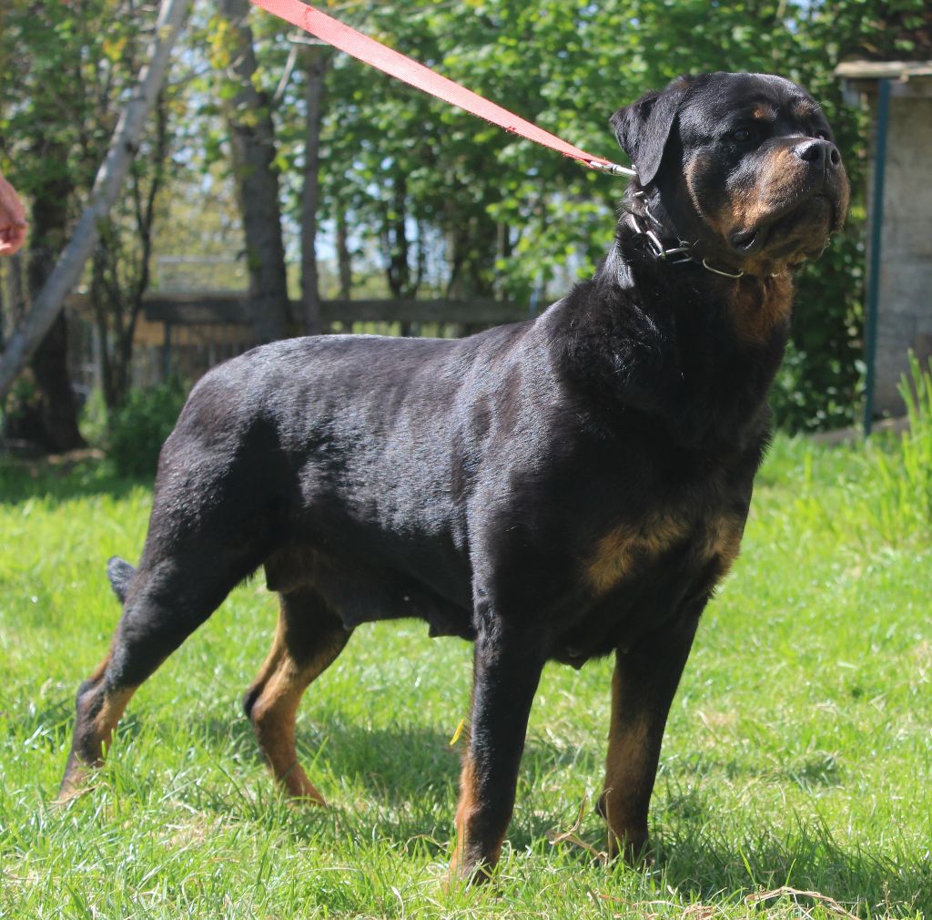 Lyly  girl Des molosses de Garabit