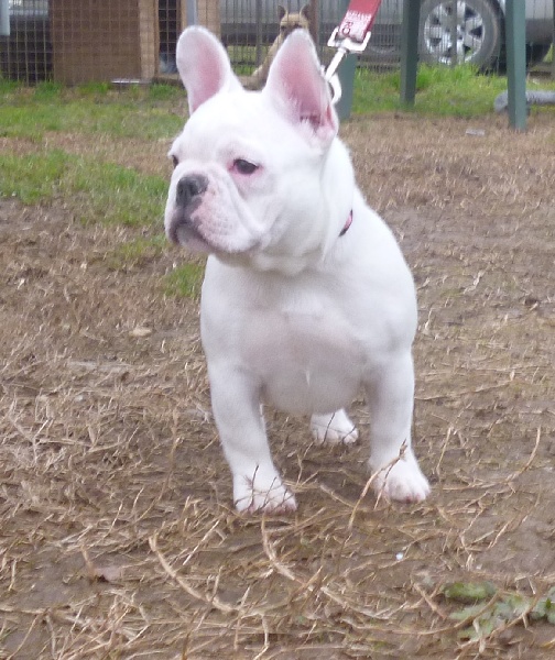 Iuna de la licorne noire