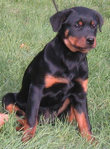 Publication : de la licorne noire Auteur : VERDU Montserrat