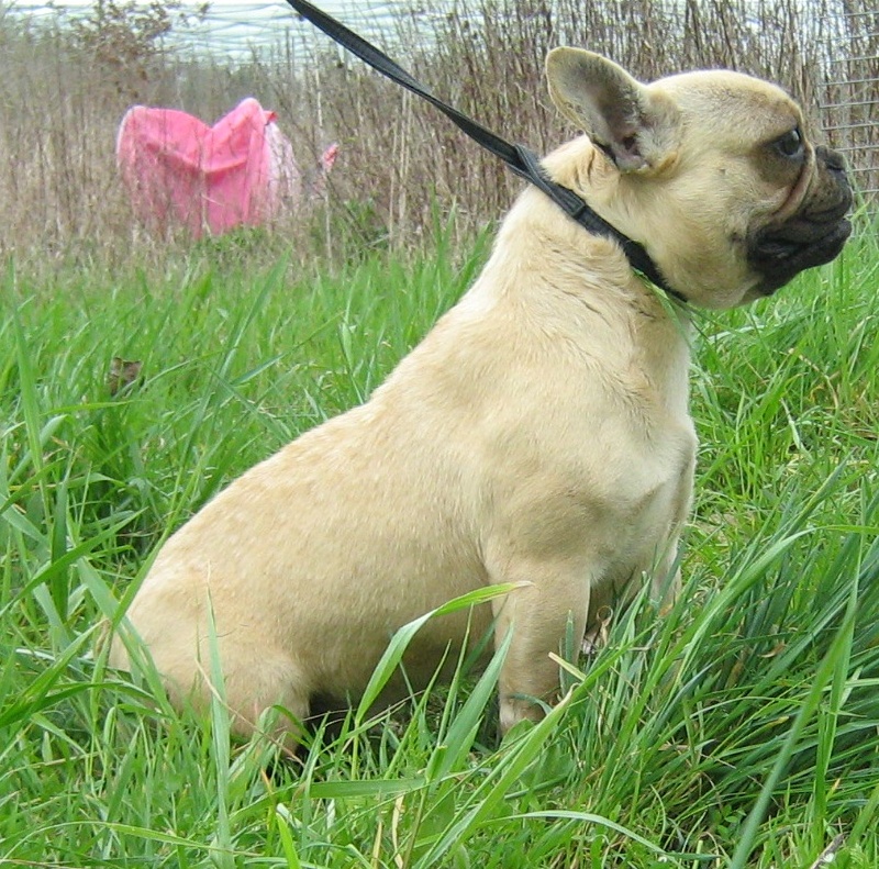 Publication : de la licorne noire Auteur : VERDU Montserrat