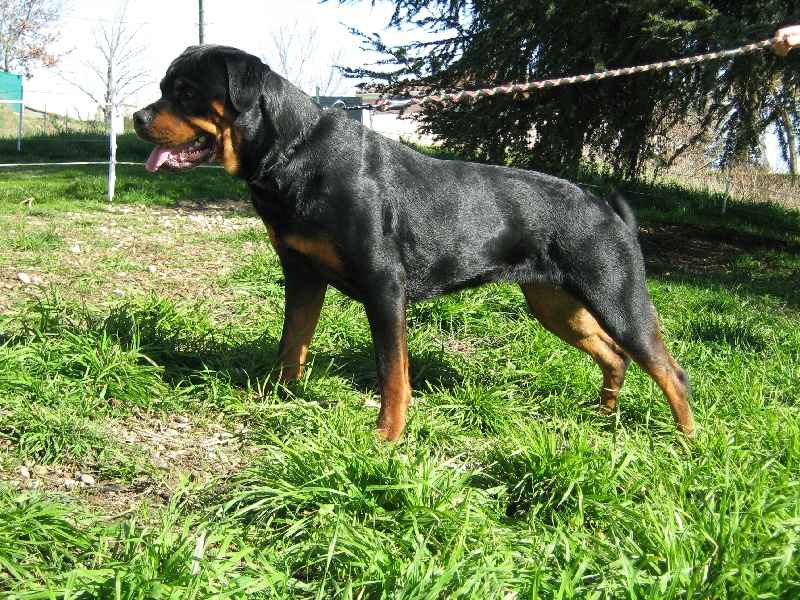 Cyska de la licorne noire