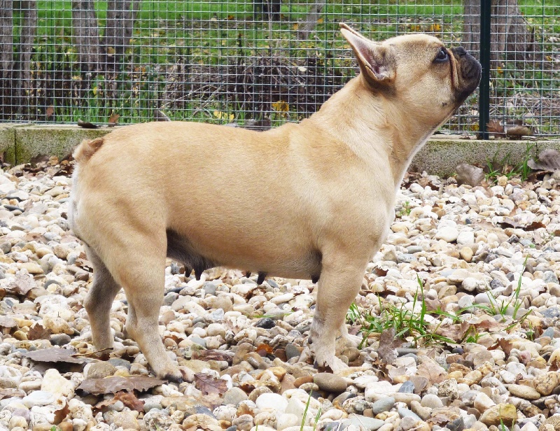 Publication : de la licorne noire Auteur : VERDU Montserrat