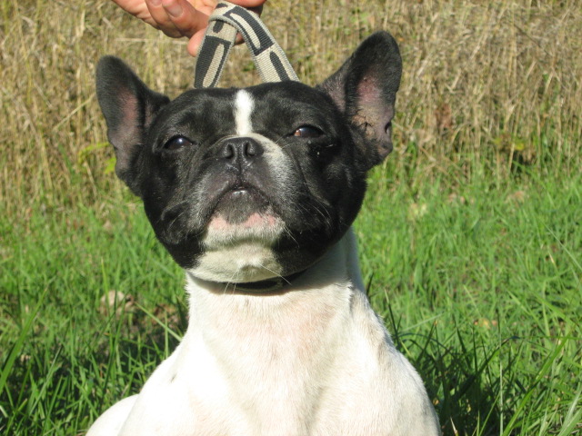 Publication : de la licorne noire Auteur : VERDU Montserrat