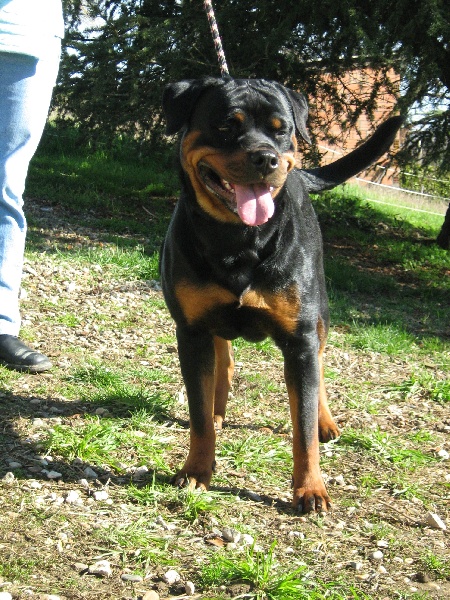 Cyska de la licorne noire