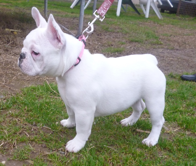 Iuna de la licorne noire