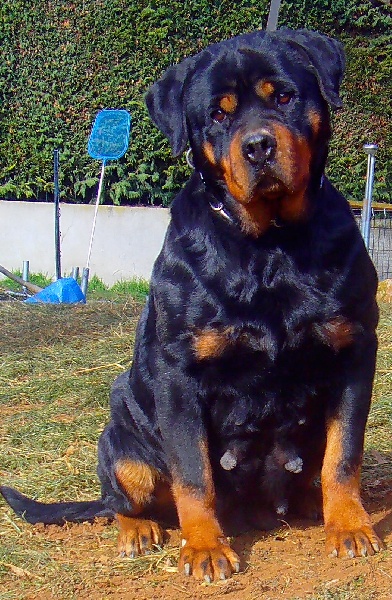 Publication : de la licorne noire Auteur : REGIS DORTE