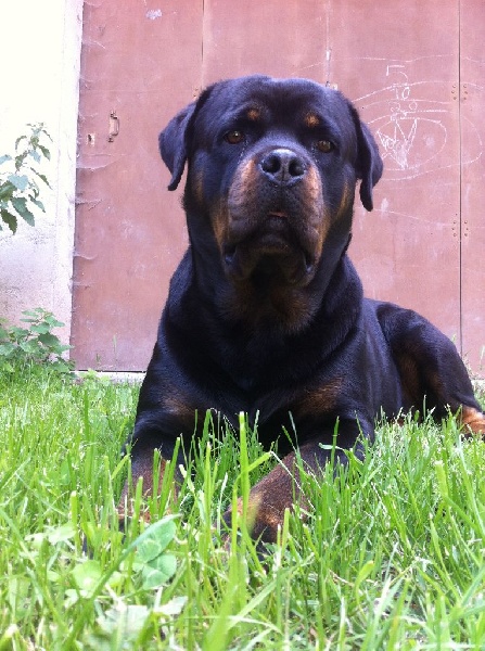 Hanthea Du Temple D'Adranos