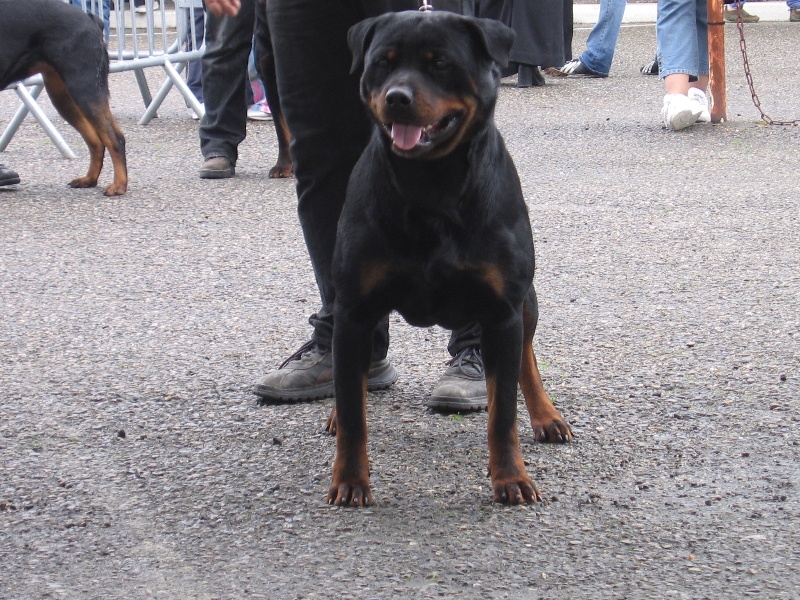 Publication : de la licorne noire Auteur : VERDU Montserrat