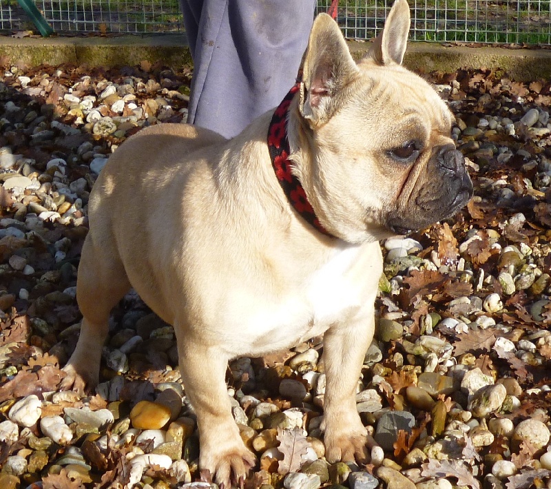 Publication : de la licorne noire Auteur : VERDU Montserrat