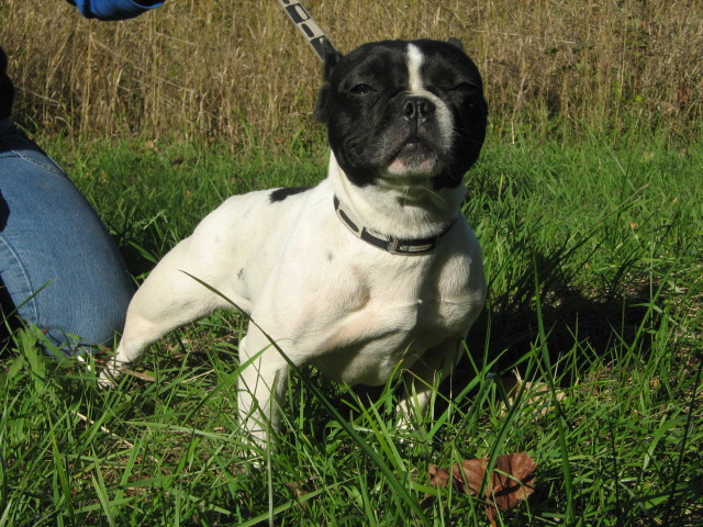 Publication : de la licorne noire Auteur : VERDU Montserrat