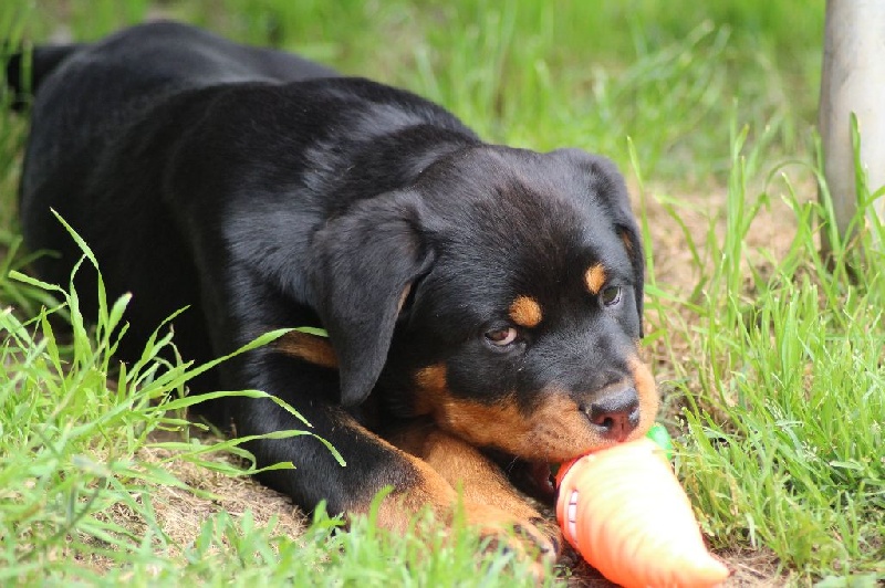 Lyly  girl Des molosses de Garabit