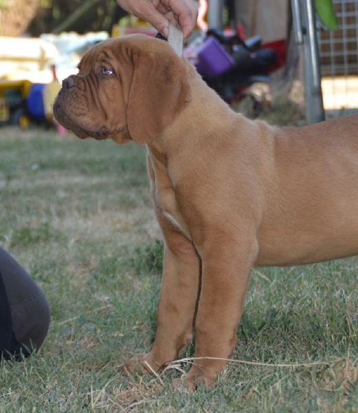 Publication : de la licorne noire Auteur : La Licorne Noire