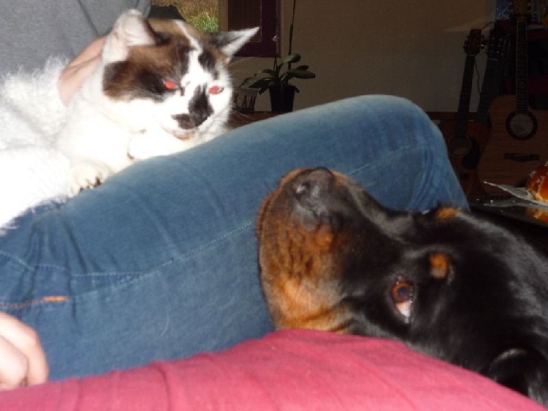 Hanthea Du Temple D'Adranos