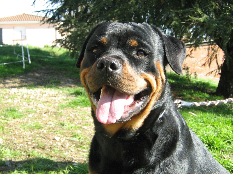 Cyska de la licorne noire