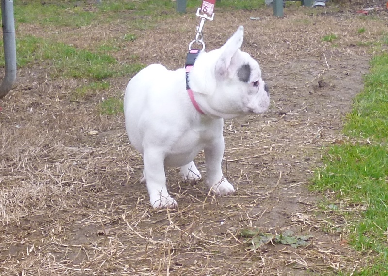 Iuna de la licorne noire