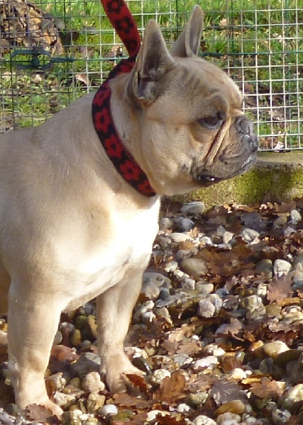 Publication : de la licorne noire Auteur : VERDU Montserrat