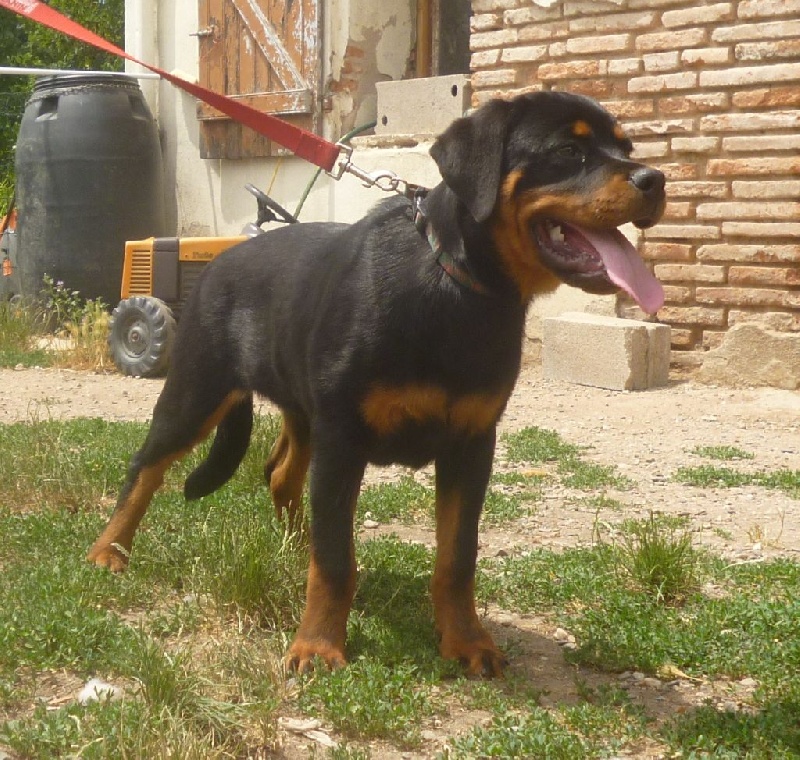 Lyly  girl Des molosses de Garabit