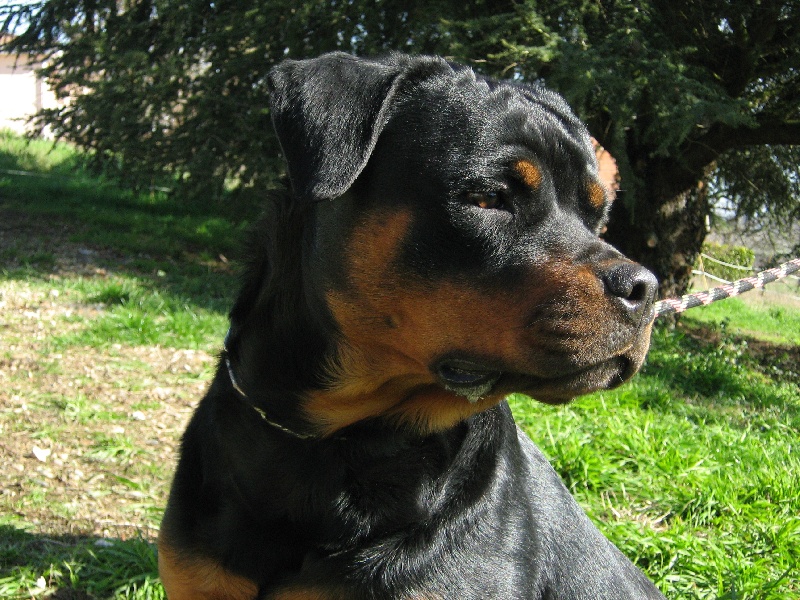 Cyska de la licorne noire