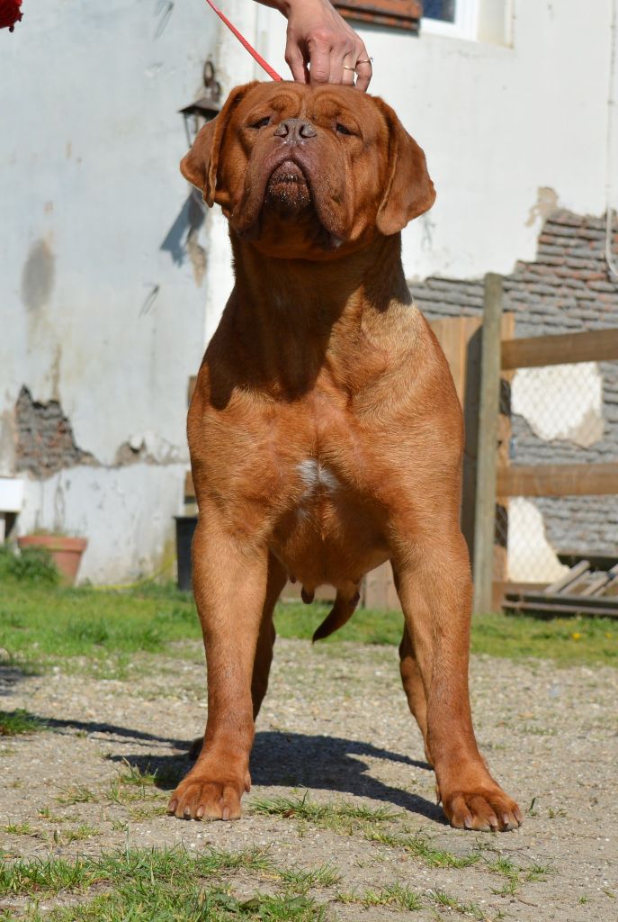 Publication : de la licorne noire Auteur : La Licorne Noire