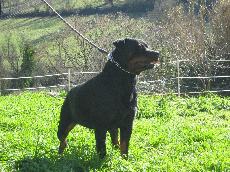 Publication : de la licorne noire Auteur : VERDU Montserrat