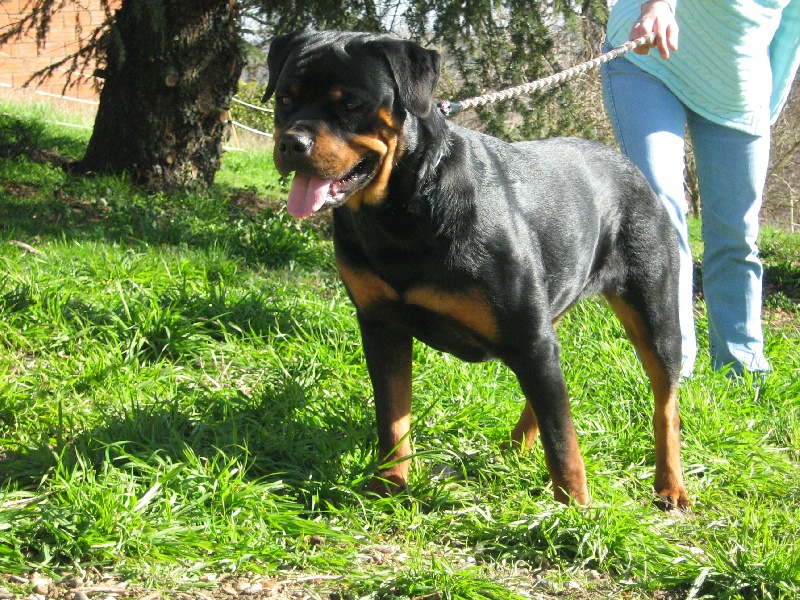 Cyska de la licorne noire