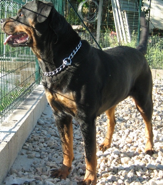 Cyska de la licorne noire