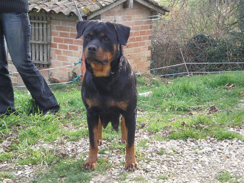 Publication : de la licorne noire Auteur : VERDU Montserrat