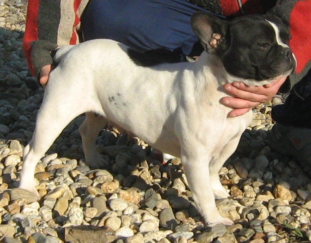 Publication : de la licorne noire Auteur : VERDU Montserrat