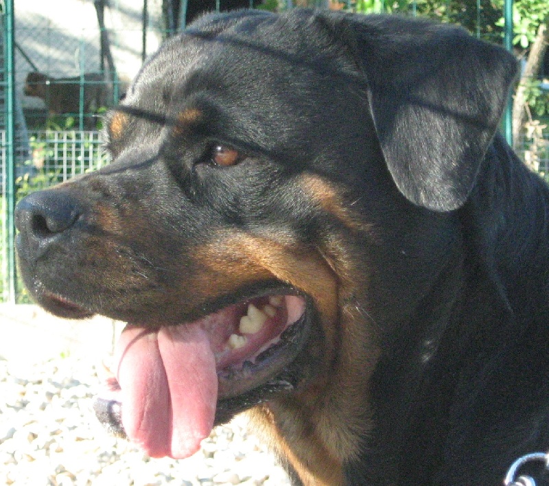 Cyska de la licorne noire