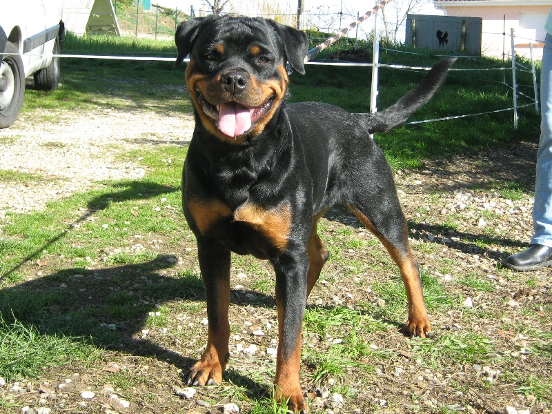 Cyska de la licorne noire