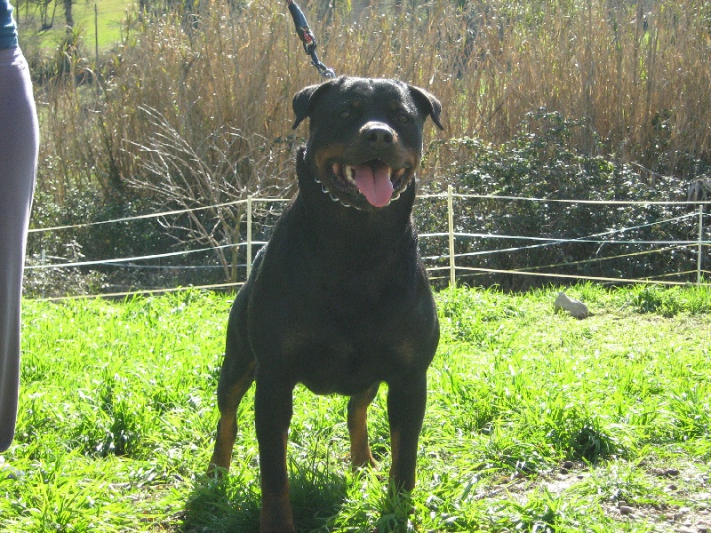 Publication : de la licorne noire Auteur : VERDU Montserrat