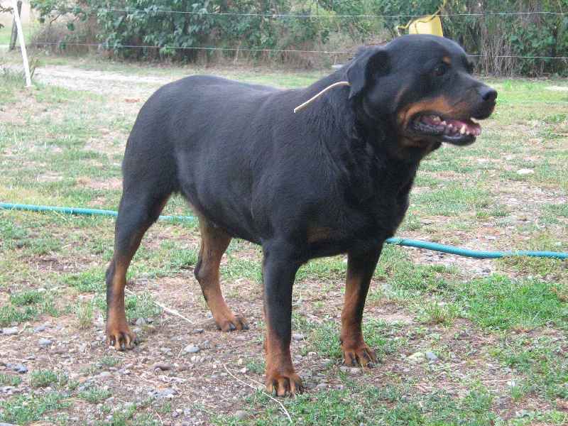 Publication : de la licorne noire Auteur : VERDU Montserrat