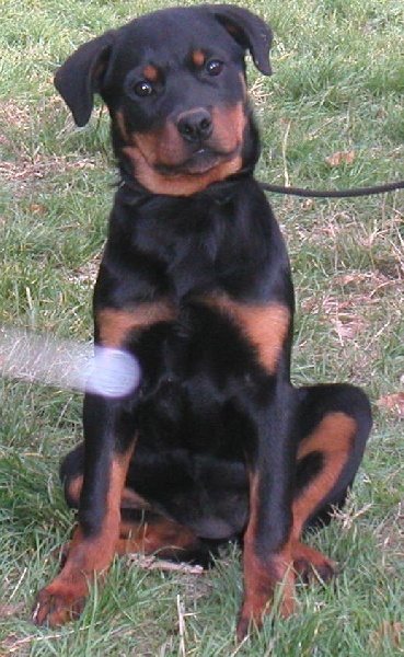 Publication : de la licorne noire Auteur : VERDU Montserrat