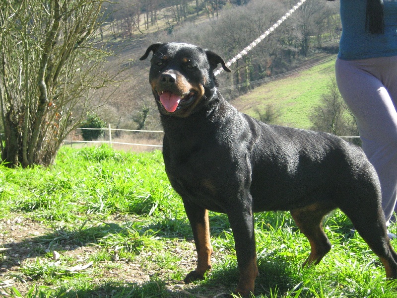 Publication : de la licorne noire Auteur : VERDU Montserrat