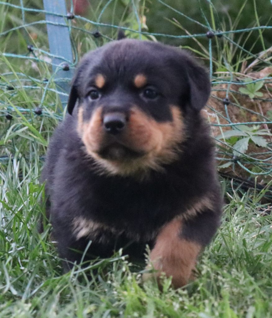 Rottweiler Chiot 4mois76963017